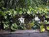 dsc00075.jpg